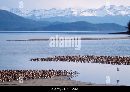 Shorebird Herde (meist westlichen Sandpipers und Alpenstrandläufer) Schlafplatz vor den Chugach Mountains, Copper River Delta, Alaska Stockfoto