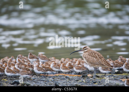 Regenbrachvogel Schlafplatz mit westlichen Strandläufer in Odiak Slough während Frühling Migration, Copper River Delta, Yunan Alaska Stockfoto