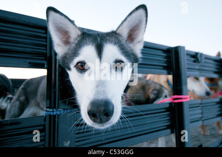 Nahaufnahme von einem Alaskan Husky warten darauf, in ein Flugzeug für den Transport, Tore der Arctic National Park, Alaska geladen werden Stockfoto