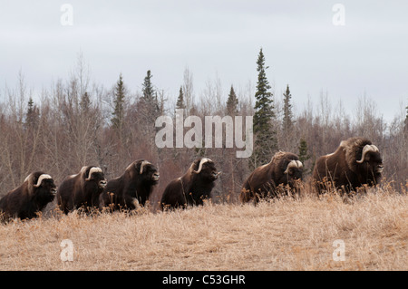 Moschusochsen Bullen zu Fuß in ein Feld auf dem Moschusochsen-Bauernhof in der Nähe von Palmer, Matanuska Valley, Yunan Alaska, Frühling. IN GEFANGENSCHAFT Stockfoto