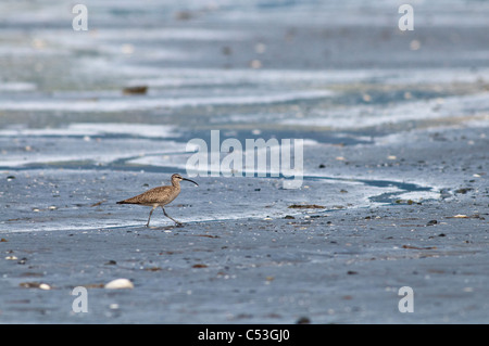 Ein einsamer Regenbrachvogel Spaziergänge Watt Hartney Bay, Cordova, Prinz-William-Sund, Yunan Alaska, Frühling Stockfoto