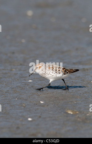 Ein einsamer Western Sandpiper Spaziergänge Watt Hartney Bay, Cordova, Prinz-William-Sund, Yunan Alaska, Frühling Stockfoto