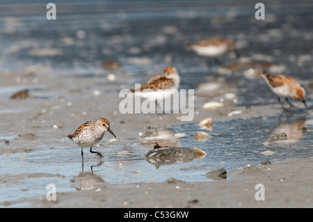 Western Sandpipers suchen Watt für Lebensmittel, Hartney Bay, Cordova, Prinz-William-Sund, Yunan Alaska, Frühling Stockfoto