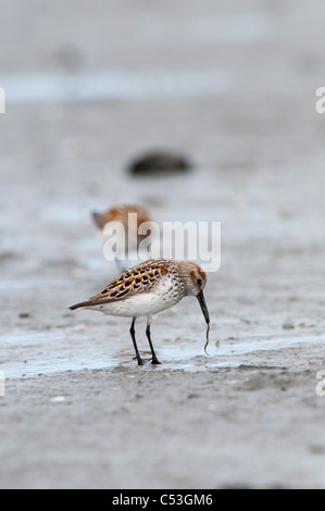 Western Sandpipers zieht auf den Wurm im Wattenmeer, Hartney Bay, Cordova, Prinz-William-Sund, Yunan Alaska, Frühling Stockfoto