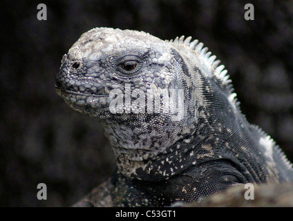 Marine Iguana (Amblyrhynchus Cristatus) Eidechse nahe Porträt genommen an einem Strand auf San Cristobal - Galapagos-Inseln Stockfoto