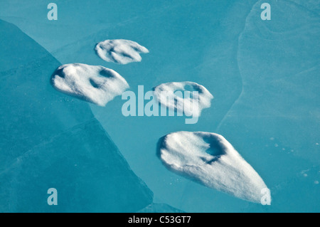 Wolf druckt im Schnee auf dem blauen Eis des gefrorenen North Fork Koyukuk River in Toren der Arctic National Park, Alaska Stockfoto