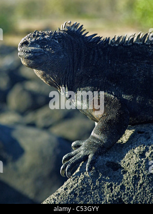 Marine Iguana (Amblyrhynchus Cristatus) Eidechse nahe Porträt genommen an einem Strand auf San Cristobal - Galapagos-Inseln Stockfoto