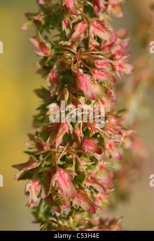 Breitblättrigen Dock Rumex Obtusifolius Blütenstand Stockfoto