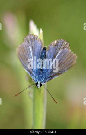 Männliche gemeinsame blaue Schmetterling Polyommatus icarus Stockfoto