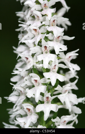 Eine seltene weiße Form des gemeinsamen Spotted-Orchidee Dactylorhiza Fuchsii Var albiflora Stockfoto