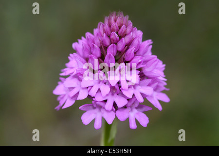 Pyramidenförmige Orchidee Anacamptis pyramidalis Stockfoto