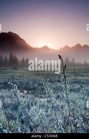 Morgennebel hängt auf dem Boden in der Nähe von Copper River Highway, Sonnenaufgang, Chugach Mountains, Chugach National Forest, Alaska Stockfoto