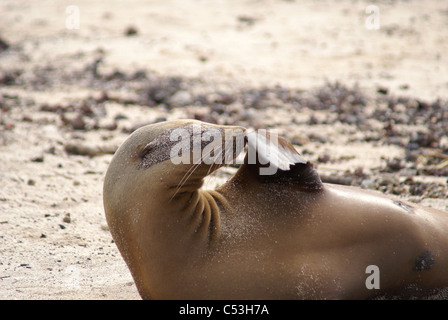 Galapagos-Seelöwe (Zalophus Wollebaeki) faulenzen am Strand bei San Cristobal, Galapagos-Inseln. Stockfoto