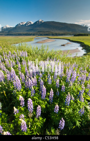 Ansicht des arktischen Lupine in Mendenhall Feuchtgebiete State Game Refuge über den Glacier Highway in der Nähe von Juneau, Alaska Stockfoto