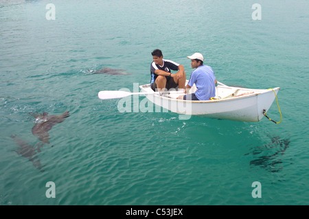 Anwohner spielen mit Seelöwen zu den Galapagos-Inseln. Stockfoto