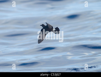 Maderian Sturmvogel auch genannt Band Psephotus Sturmvogel Oceanodroma Castro im Flug am Meer madeira Stockfoto