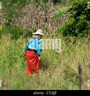 Frau in einem Bereich arbeiten, Chiang Dao, Provinz Chiang Mai, Thailand Stockfoto