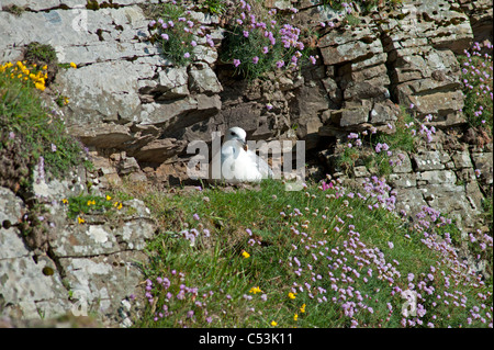 Fulmar Fulmarus Cyclopoida einziges Ei ausbrüten, während Sommer nisten auf den Shetland-Inseln. SCO 7460 Stockfoto