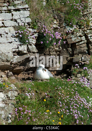 Fulmar Fulmarus Cyclopoida einziges Ei ausbrüten, während Sommer nisten auf den Shetland-Inseln. SCO 7461 Stockfoto