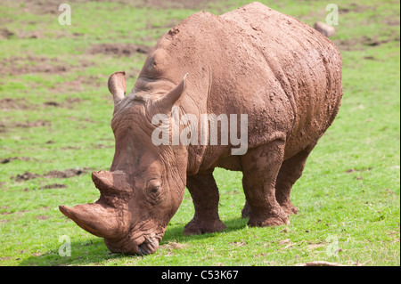 Breitmaulnashorn oder Square-lippige Rhinoceros (Ceratotherium Simum) Fütterung auf kurzen engen abgeschnittenen Rasen Stockfoto