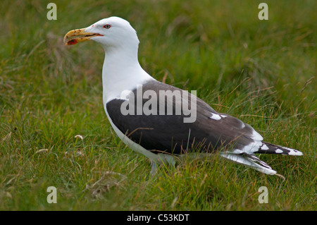 Mehr schwarz unterstützt Möve, Larus Marinus SCO 7464 Stockfoto