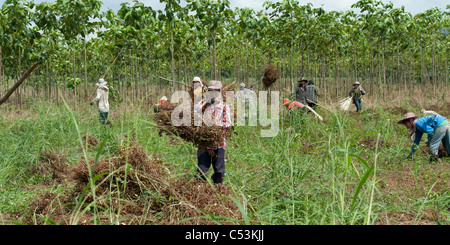 Landarbeiter, die Ernte Soja in einem Feld, Chiang Dao, Provinz Chiang Mai, Thailand Stockfoto