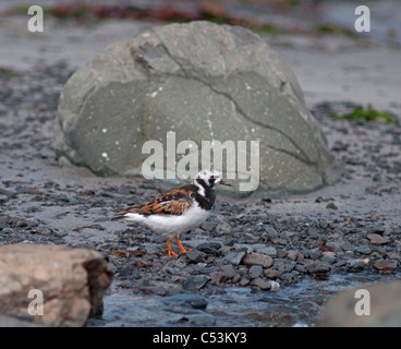 Turntone ein kleiner waten Vogel auf einem Shetland Insel Strand SCO 7469 Stockfoto