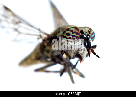 Makro Nahaufnahme von einer Cleg-Fly Haematopota Pluvialis zeigt bunte Augen Stockfoto