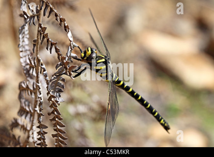 Golden beringt Libelle Cordulegaster boltonii Stockfoto