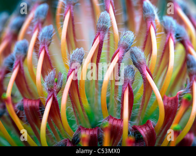 Nahaufnahme von Protea Blume. Stockfoto