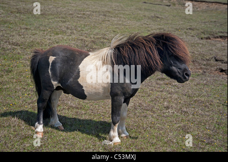 Shetland-Pony auf Weiden, Baltasound, Unst, Shetland-Inseln, Schottland. SCO 7481 Stockfoto