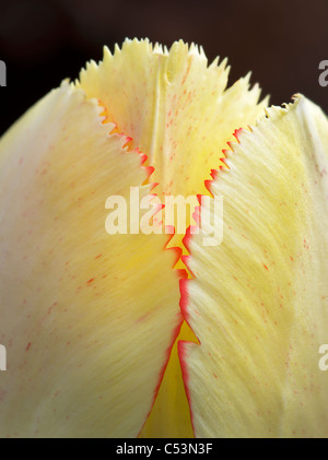 Nahaufnahme von roten Fransen Tulpe. Stockfoto