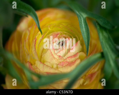 Nahaufnahme der gelbe Ranunkeln. Stockfoto