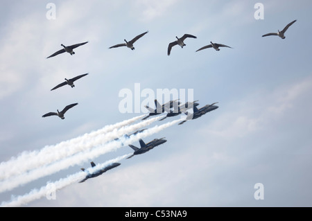 Herde von Kanadagänse und eine Bildung von Jet-Flugzeuge fliegen von der Airshow in Stockfoto