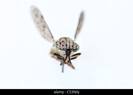 Makro Nahaufnahme von einer Cleg-Fly Haematopota Pluvialis zeigt bunte Augen Stockfoto