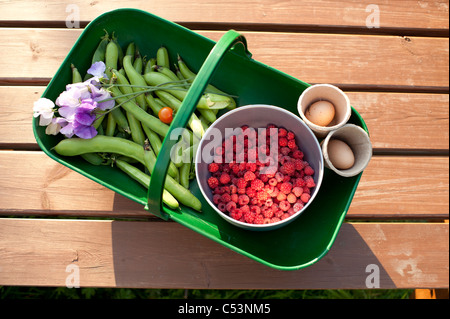 Ein Kunststoff Trug Korb voller frisches Gemüse angebaut auf einer Zuteilung, UK - Erbsen Bohnen Himbeeren Stockfoto