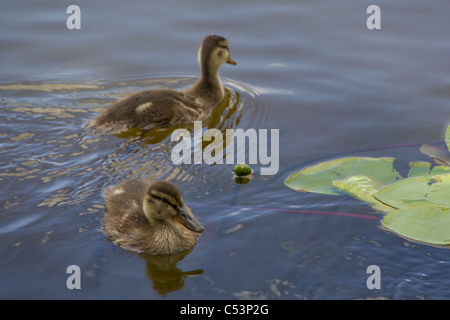 Nahaufnahme der junge süße Entchen schwimmen Stockfoto