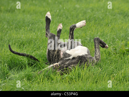 Lurcher Hund Gras Rollen Stockfoto