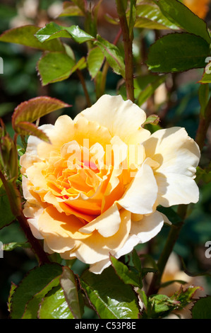 Rose Welwyn Garden Glory "Harzumber" Stockfoto