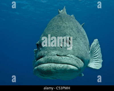 Riesige Zackenbarsche (epinephelus tukula) Great Barrier Reef Australien Stockfoto