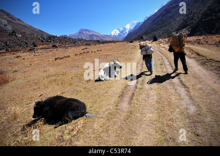 Eine Szene auf einer Wanderung in der Langtang-Tal in Nepal Stockfoto