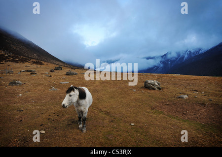 Eine Szene auf einer Wanderung in der Langtang-Tal in Nepal Stockfoto