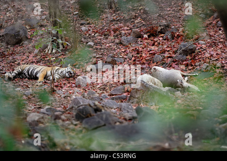 Bengal Tiger halten ein Auge auf seine töten Nilgai oder Blue Bull in Ranthambhore, Indien. [Panthera Tigris] Stockfoto