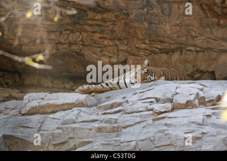 Ein Bengal Tiger in der Höhle ruhen während der Sommer in Ranthambhore Wald, Indien. (Panthera Tigris) Stockfoto