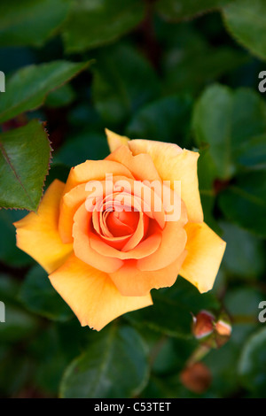 Einfach die beste Macamster Rose in voller Blüte rosa Stockfoto