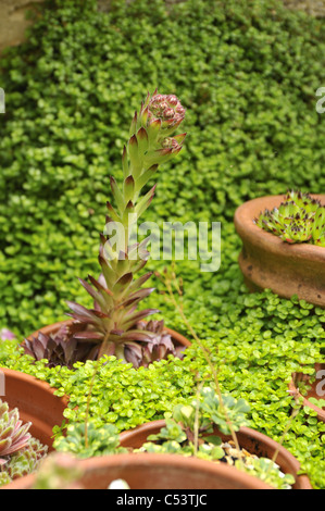 Nahaufnahme von Blumen in Töpfen Sempervivum Tectorum, gemeinsame Hauswurz, unter Geist-your-own-Business. Stockfoto