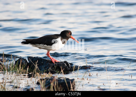 Austernfischer Haematopus Ostralegus, auf Nahrungssuche Stockfoto