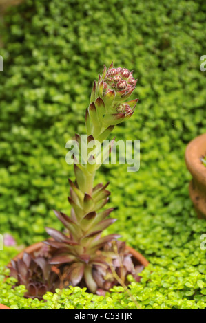 Nahaufnahme von Blumen in Töpfen Sempervivum Tectorum, gemeinsame Hauswurz, unter Geist-your-own-Business. Stockfoto