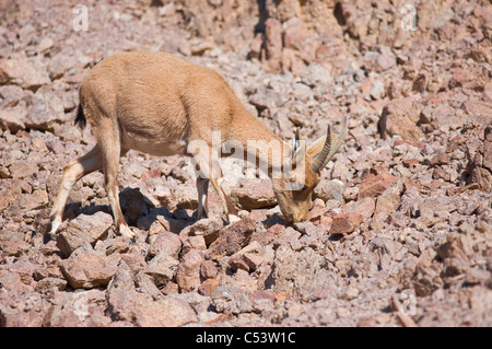 Doe nubische Steinböcke (Capra Ibex Nubiana); "Masiv Eilat" Naturschutzgebiet, Israel Stockfoto