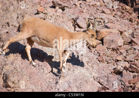 Doe nubische Steinböcke (Capra Ibex Nubiana); "Masiv Eilat" Naturschutzgebiet, Israel Stockfoto